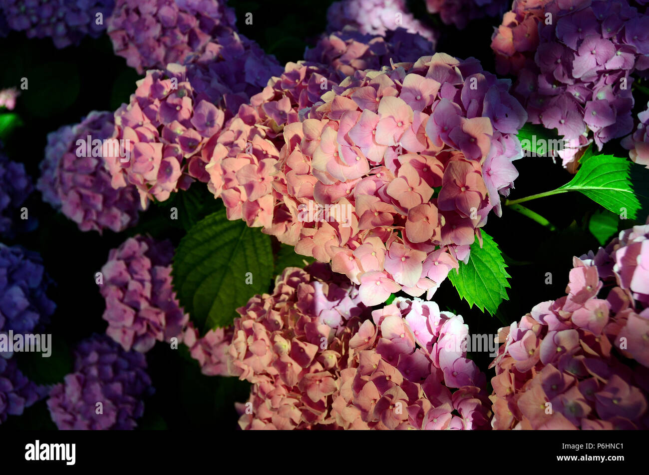 Pink hydrangea flowers, Close up Banque D'Images