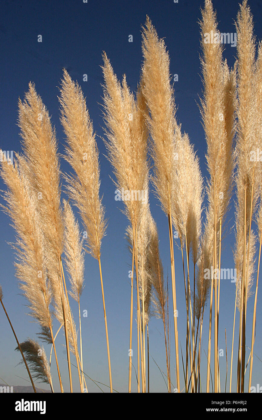 L'herbe de la pampa (cortaderia selloana) Banque D'Images