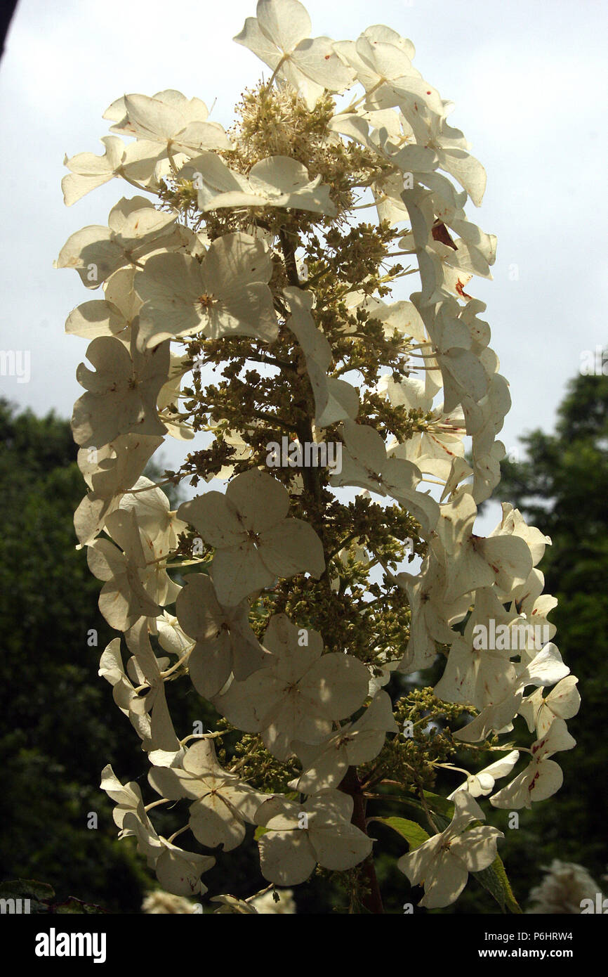 Hydrangea paniculata en fleur Banque D'Images