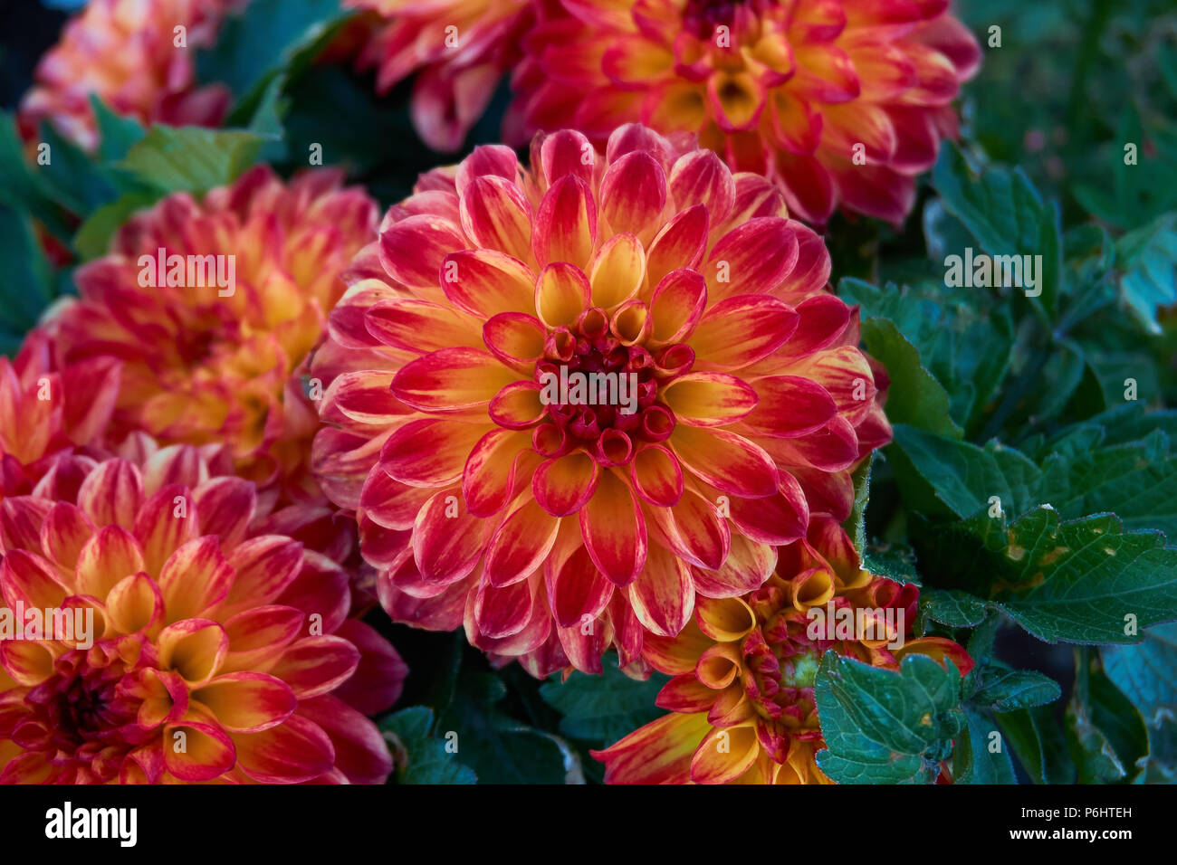 Rouge, orange et jaune fleur Dahlia Banque D'Images