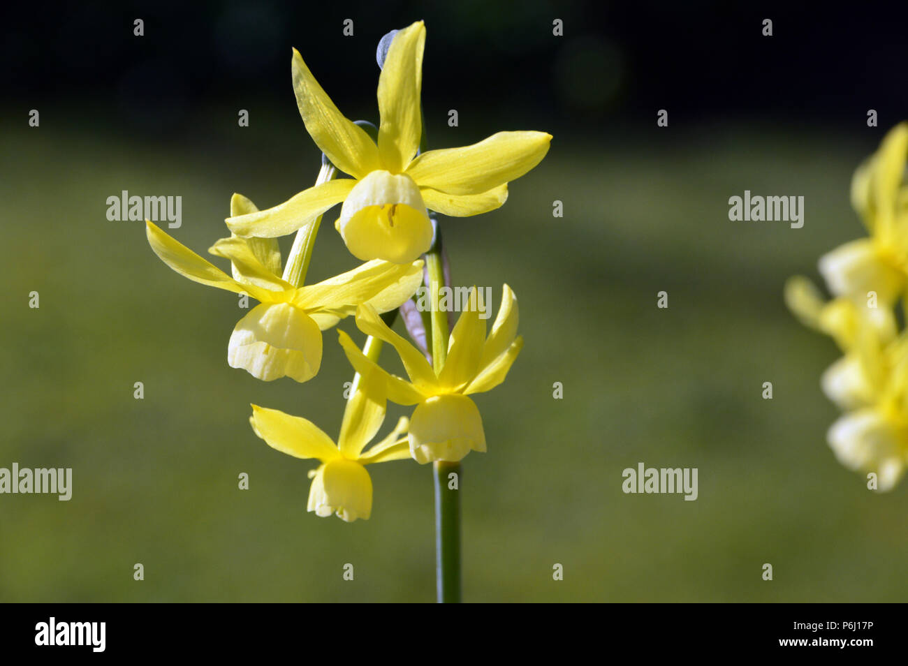 Un Narcissus 'Hawera' jaune jonquilles cultivés dans un jardin de campagne anglaise, Lancashire, England UK Banque D'Images