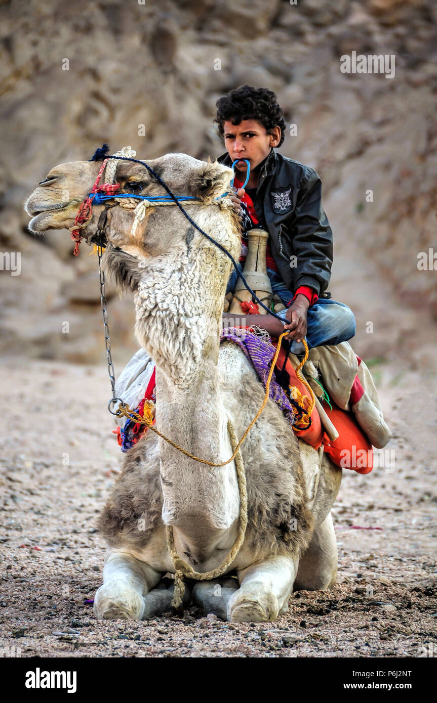 14 janvier 2011 - Égypte. Jeune Bedouine égyptien garçon est assis sur un chameau dans le désert. Banque D'Images