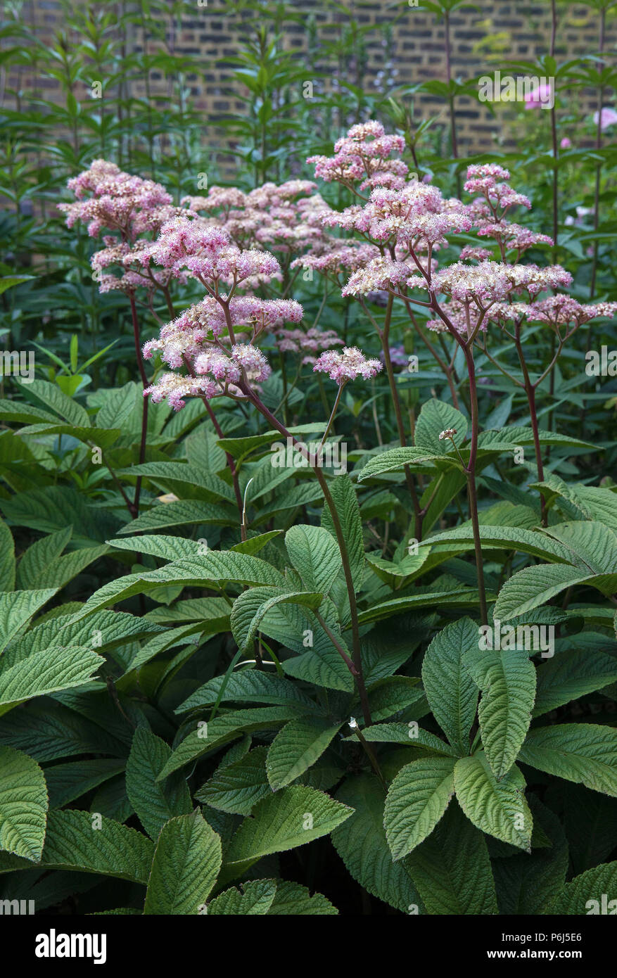 Eupatorium purpureum,'grass root','gravel root' Banque D'Images