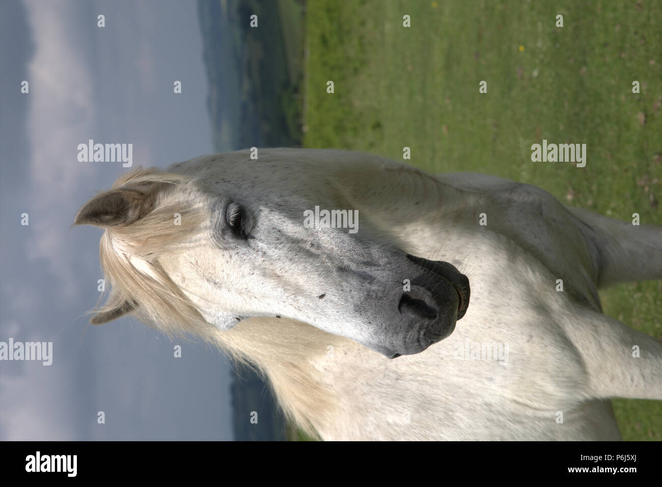 Portrait d'un cheval blanc à l'extérieur Banque D'Images