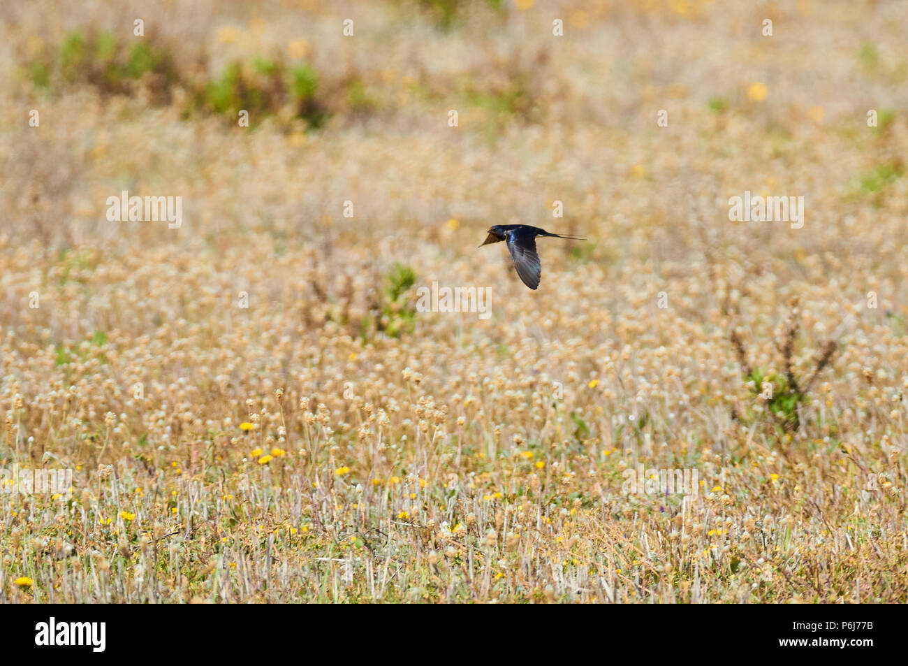 L'hirondelle rustique (Hirundo rustica) survolant un champ dans l'herbe en fleurs pouvez Marroig à Ses Salines Parc Naturel (Formentera, Iles Baléares, Espagne) Banque D'Images