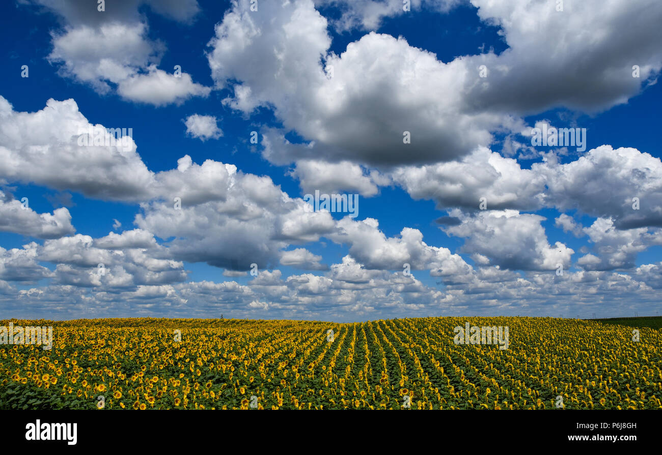 Novi Sad, Serbie 28.06.2018 champs de tournesols dans la Voïvodine Nenad Mihajlovic photo Banque D'Images