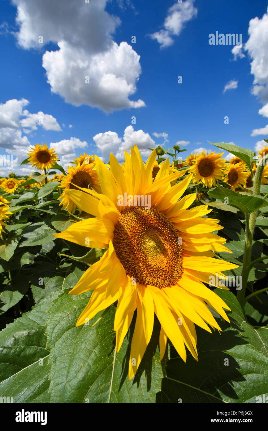 Novi Sad, Serbie 28.06.2018 champs de tournesols dans la Voïvodine Nenad Mihajlovic photo Banque D'Images