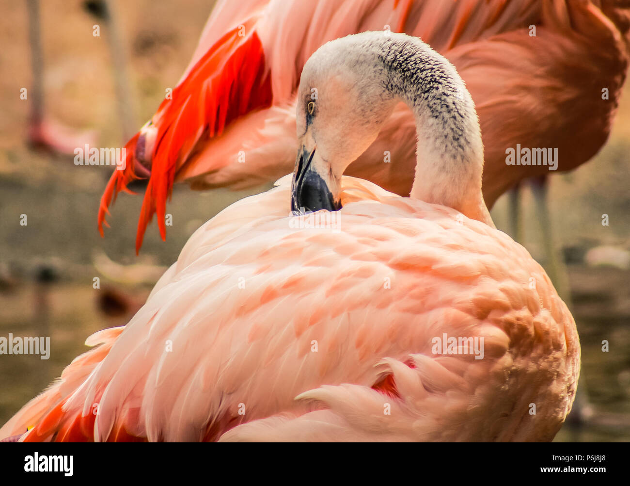 C'est nettoyage Flamingo les plumes. Banque D'Images