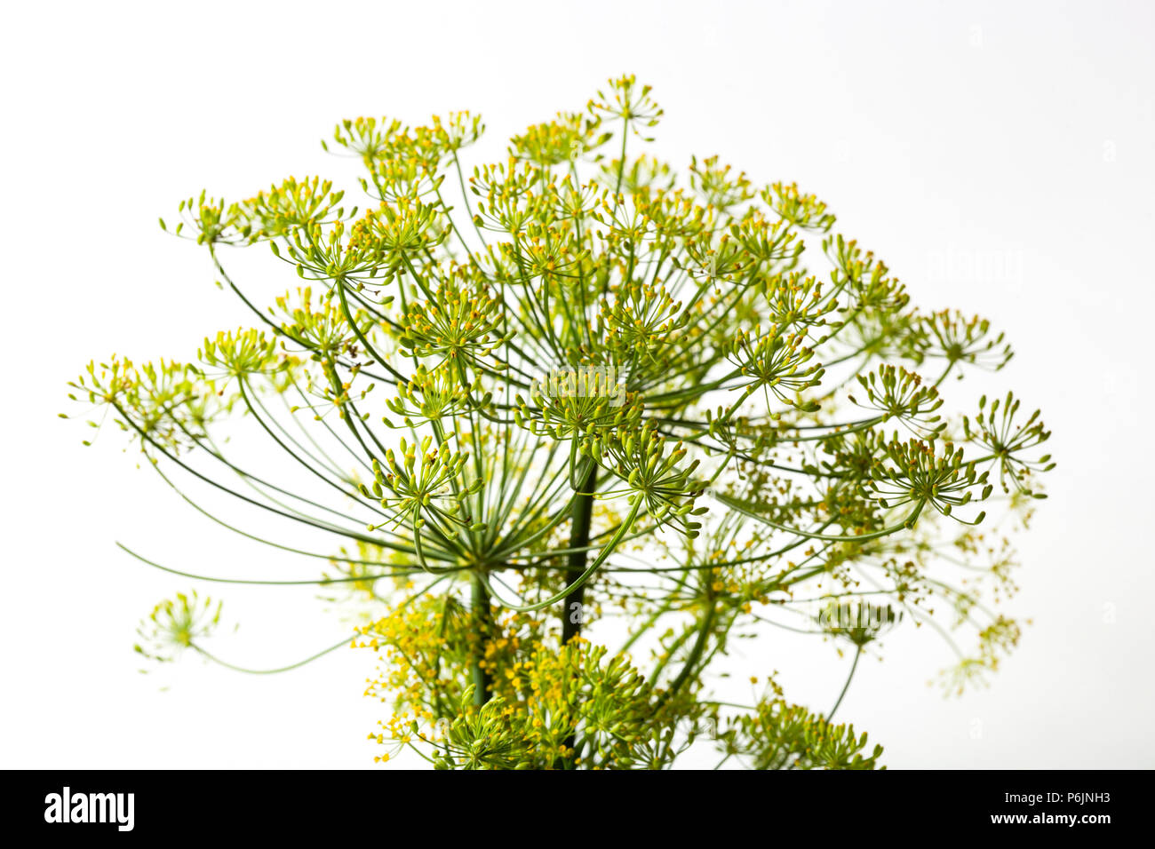 L'aneth, Anethum graveolens, fleurs jaunes sur un fond blanc. Banque D'Images