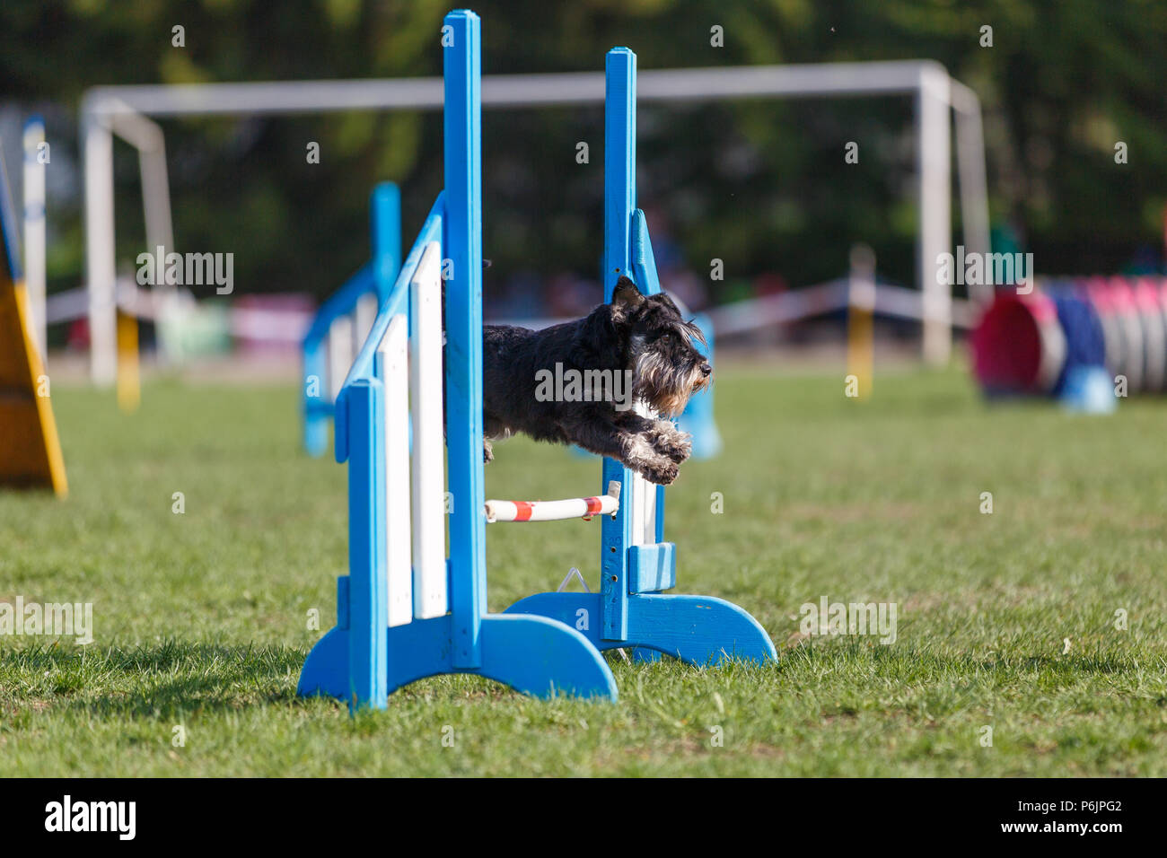 Schnauzer nain saute au-dessus de difficulté dans l'agilité de la concurrence. Banque D'Images