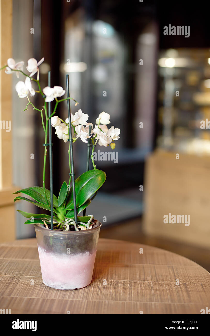 Fleurs décoratives pot de fleurs orchidée blanche sur table en bois à l' intérieur Photo Stock - Alamy