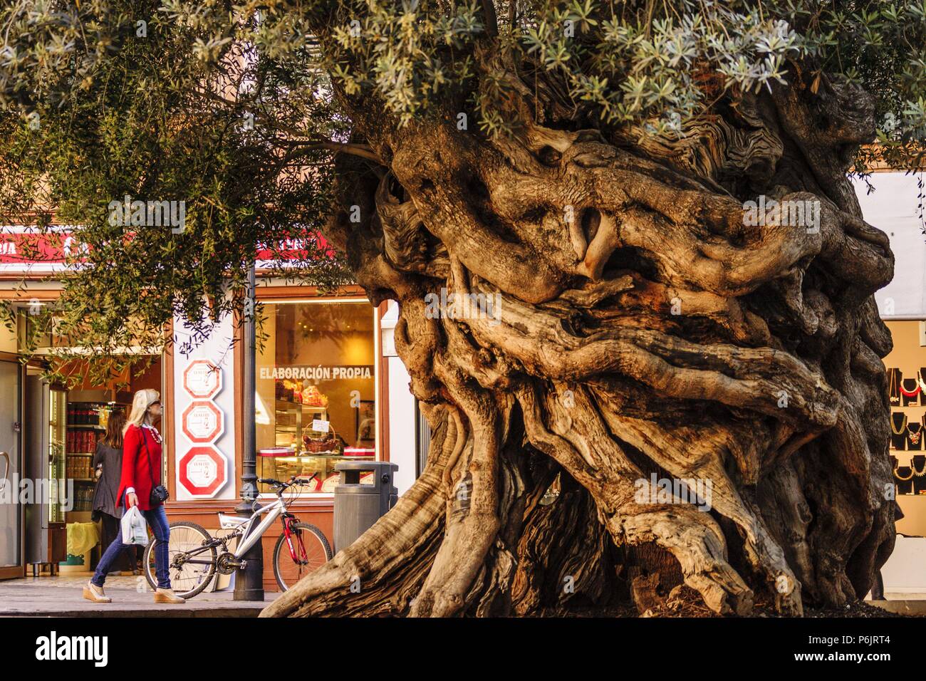 Olivo de Cort, Olea europaea var. Europaea, Palma,mallorca, Islas Baleares, Espagne, Europa. Banque D'Images