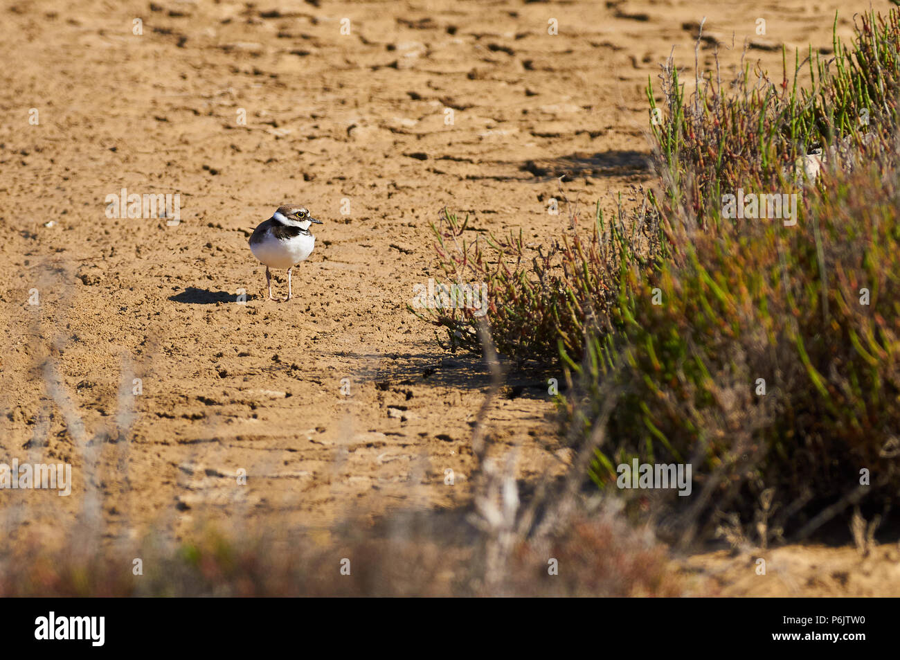 Petit Gravelot (Charadrius dubius) à Estanyets de Can Marroig salt marsh dans le Parc Naturel de Ses Salines (Formentera, Îles Baléares, Espagne) Banque D'Images