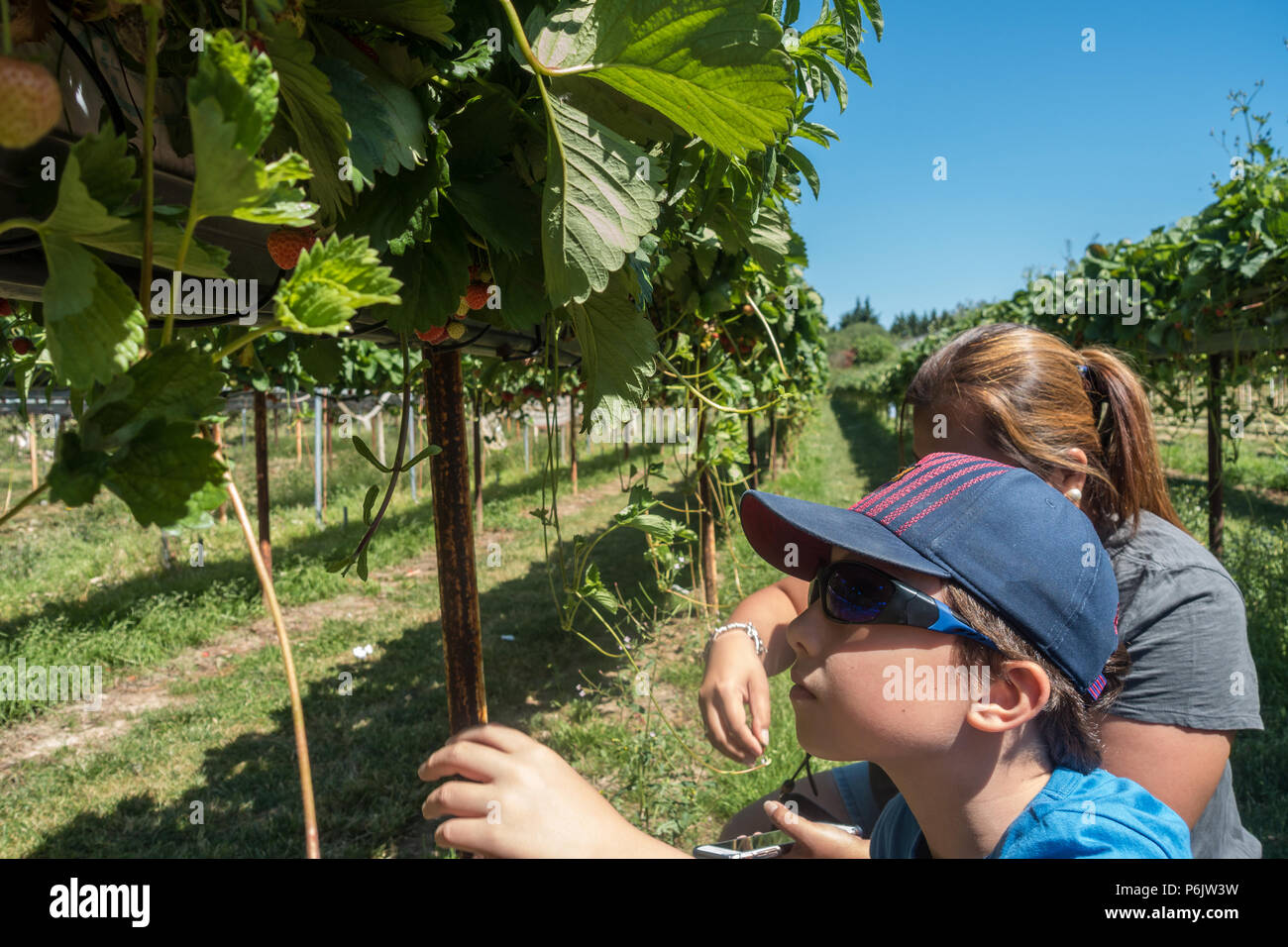 Une mère et son fils cueillir des fraises sur une ferme cueillir vos propres fruits. Banque D'Images