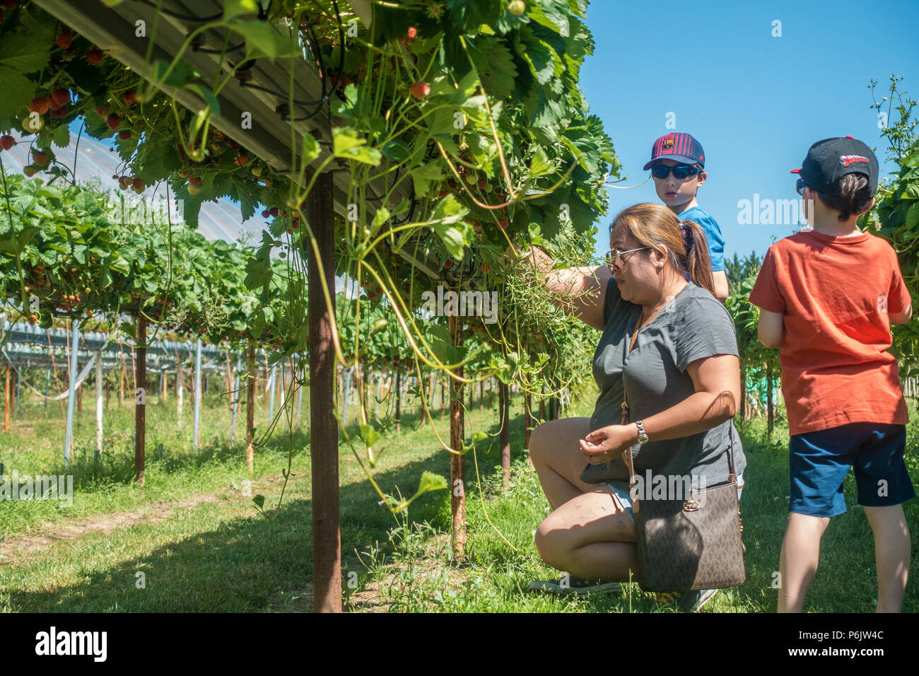 Une jeune famille cueillir des fraises sur un choisissez votre propre ferme sur une chaude journée d'été. Banque D'Images