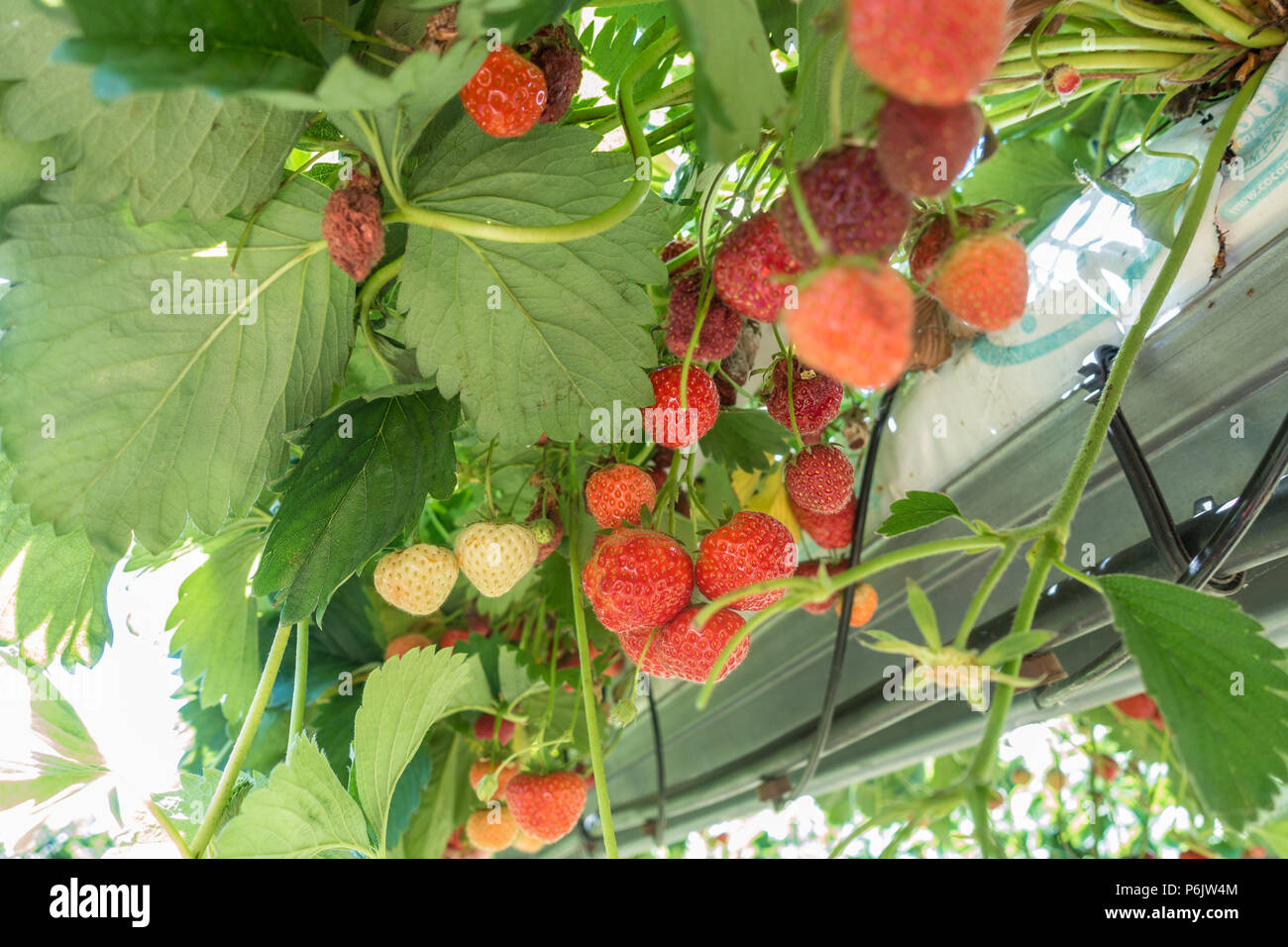 De plus en plus des fraises et prêt à prendre sur un choisissez votre propre ferme. Les fraises sont de plus en plus sur les plates-formes élevées arrosé par un système d'aquaponie. Banque D'Images