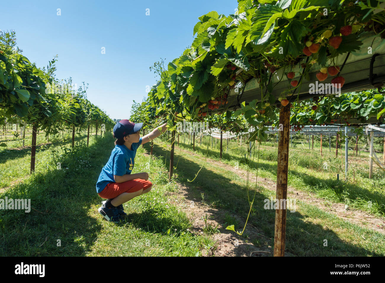 Un jeune garçon s'accroupit et ramasse des fraises sur un choisissez votre propre ferme sur une chaude journée d'été. Banque D'Images