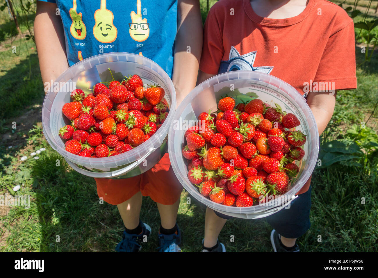 Maintenez vos enfants seaux de fraises qu'ils ont récoltées à la ferme cueillir vos propres fruits. Banque D'Images