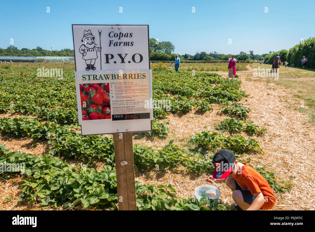 Autocueillette de fraises à Copas ferme près de Slough au Royaume-Uni. Banque D'Images