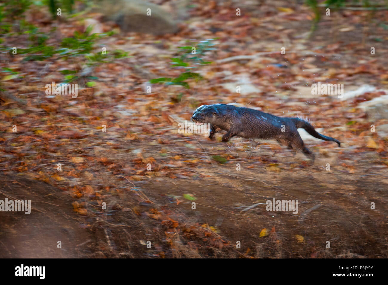 Panama faune avec une rivière néotropicale Otter, Lontra longicaudis, courant le long d'une rivière dans la province de Cocle, République du Panama. Banque D'Images