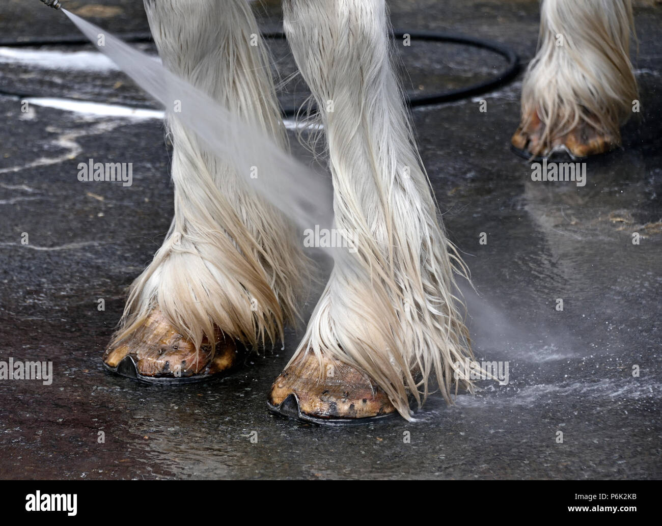 Lave-sabots de cheval Clydesdale. Royal Highland Show 2018, Ingliston, Édimbourg, Écosse, Royaume-Uni, Europe. Banque D'Images