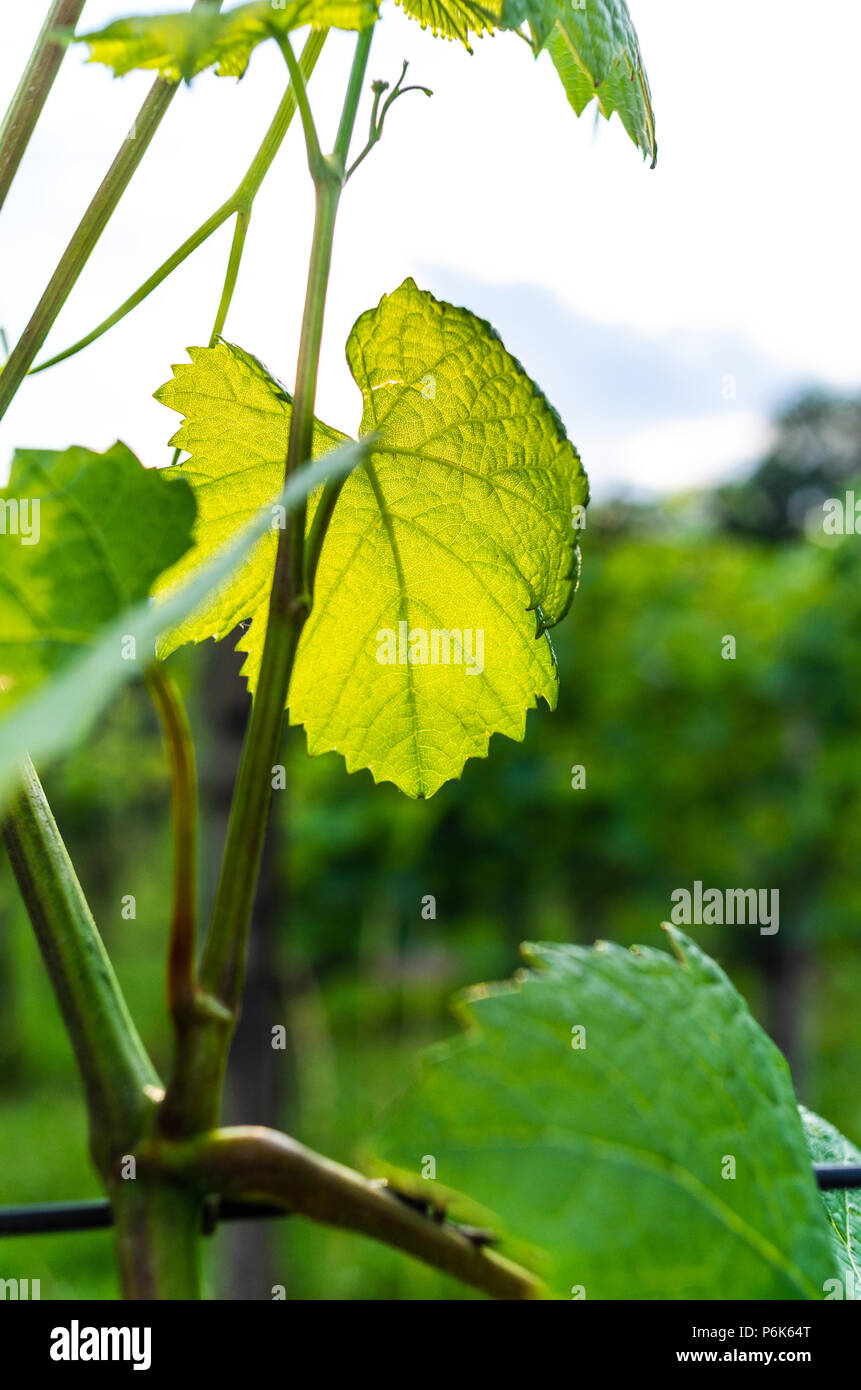 Des feuilles de vigne verte par le soleil en contre-jour Banque D'Images