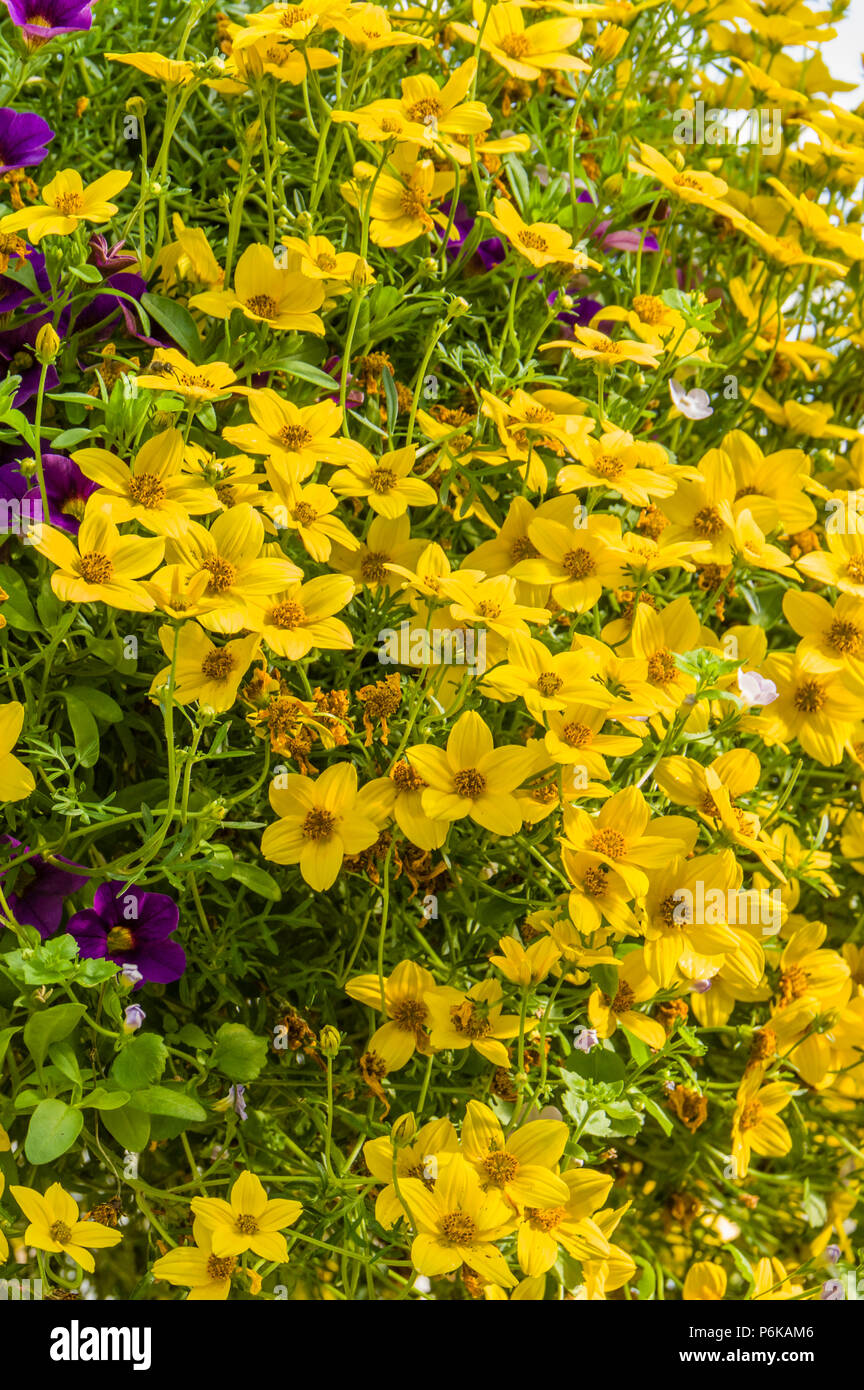 Fleurs jaune vining à partir d'une suspension Banque D'Images Fleurs jaune vining à partir d'une suspension Banque D'Images