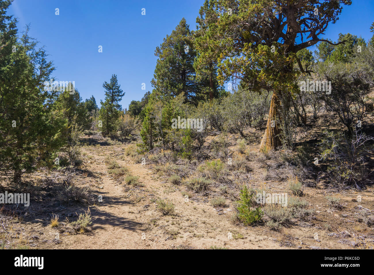 Ornières dans le sol forestier marquer le chemin des voyageurs à travers les montagnes de San Bernardino en Californie du sud. Banque D'Images