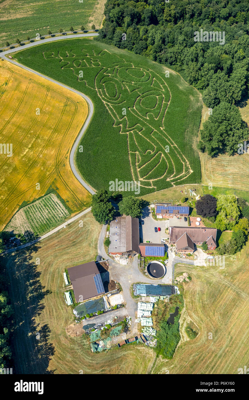 Labyrinthe de maïs avec l'emblème du football russe à Cappenberg, ferme, Lünemann Selm, Ruhr, Nordrhein-Westfalen, Allemagne, DEU, l'Europe, vue aérienne, les oiseaux-lunettes vi Banque D'Images