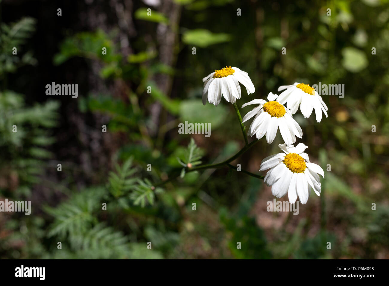 De jolies petites fleurs blanches de camomille pyrèthre cinerariifolium. Insectifuge biologique. Banque D'Images