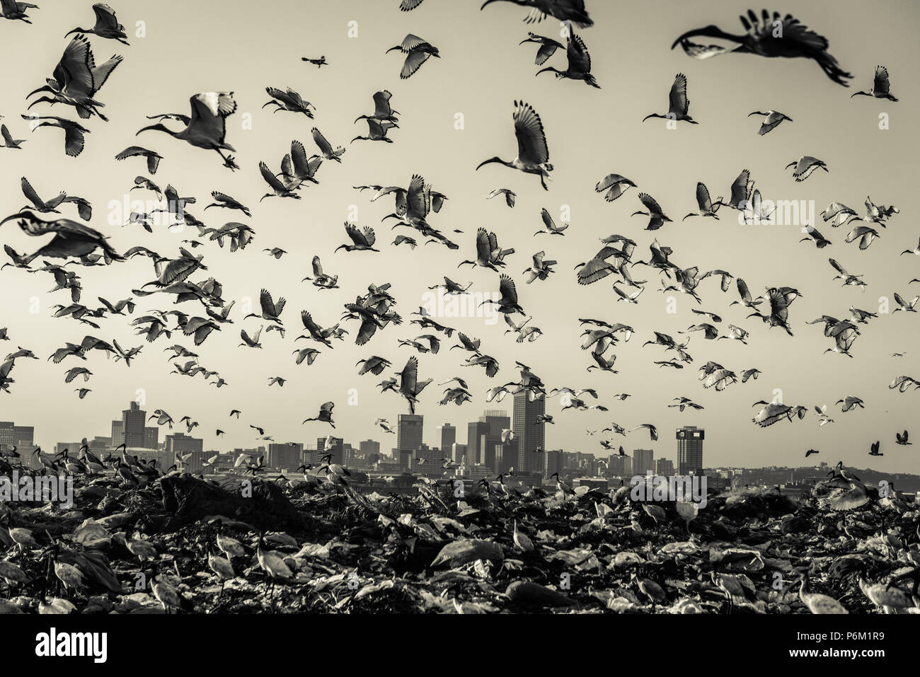 L'Afrique du Sud d'enfouissement profond Robinson près de Johannesburg's Turffontein race course a été colonisés par des oiseaux ibis sacré Banque D'Images