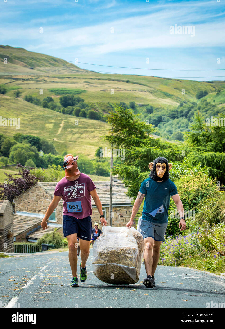 Concurrents prend part à la ferme de la course de la paille dans le Yorkshire, un 2,5 km course en robe portant une botte de paille de 20 kg, tout en arrêtant de pintes de bière le long de la route. Banque D'Images