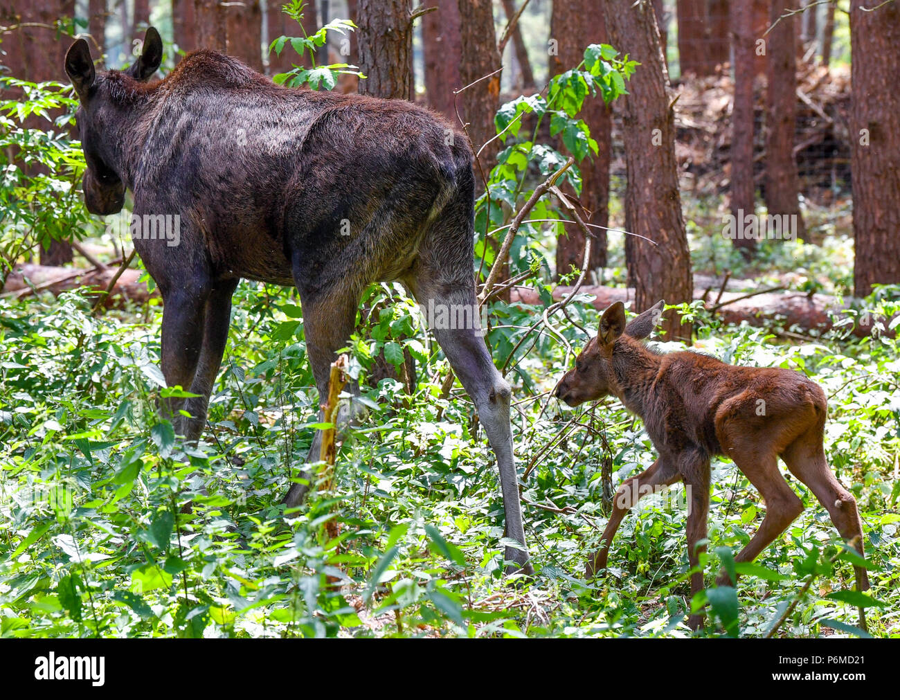 27 juin 2018, l'Allemagne, l'un brut Schoenebeck : moose calf marchant derrière sa mère, l'orignal, Marlies vache dans un enclos au parc Schorfheide. Le little moose calf est né le 09 juin 2018. Photo : Patrick Pleul/dpa-Zentralbild/ZB Banque D'Images