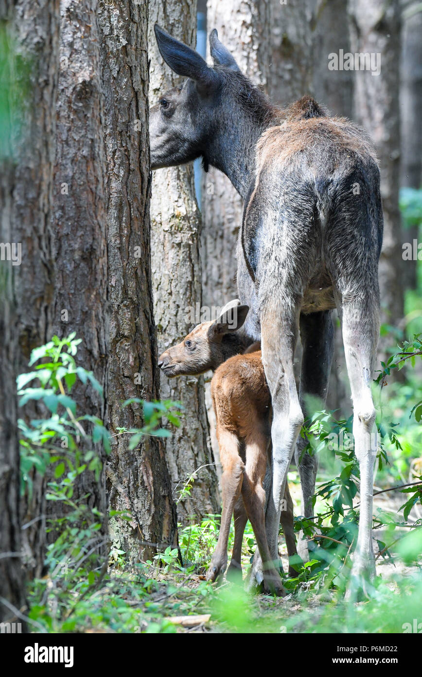 27 juin 2018, l'Allemagne, l'un brut Schoenebeck : moose calf debout à côté de sa mère, l'orignal, Marlies vache dans un enclos au parc Schorfheide. Le little moose calf est né le 09 juin 2018. Photo : Patrick Pleul/dpa-Zentralbild/ZB Banque D'Images