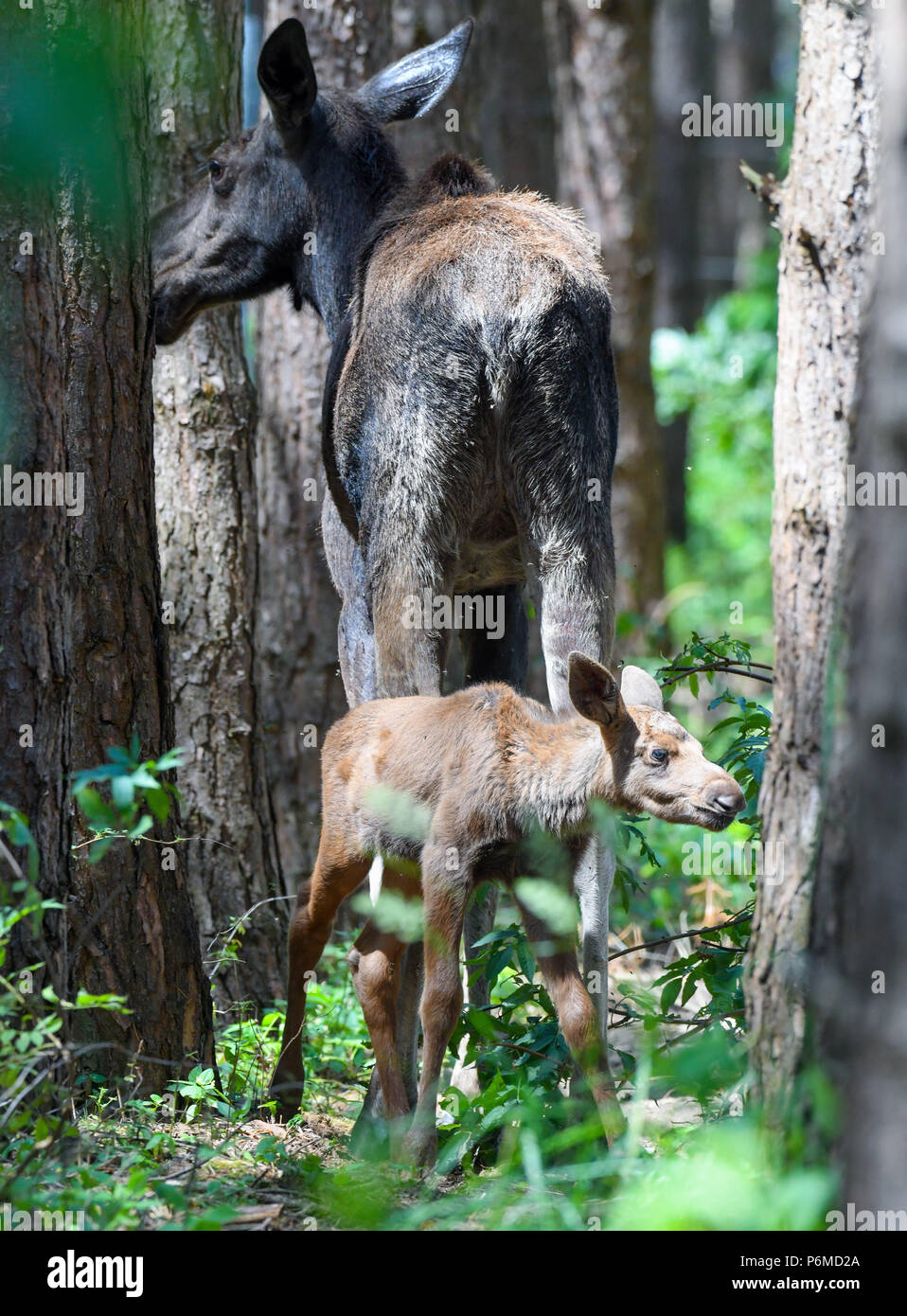 27 juin 2018, l'Allemagne, l'un brut Schoenebeck : moose calf debout à côté de sa mère, l'orignal, Marlies vache dans un enclos au parc Schorfheide. Le little moose calf est né le 09 juin 2018. Photo : Patrick Pleul/dpa-Zentralbild/ZB Banque D'Images