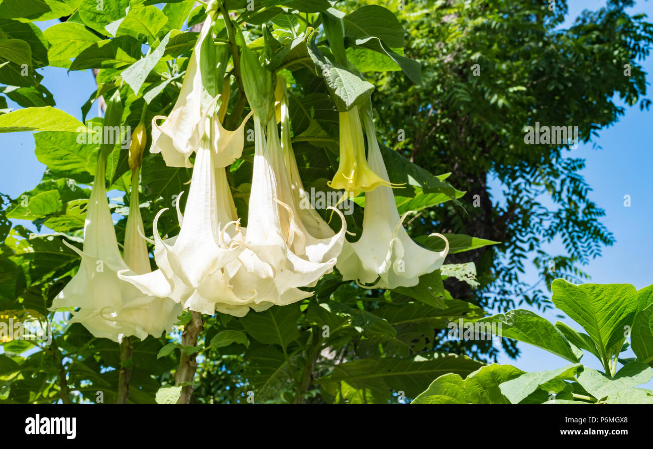 Trompette Blanc Fleurs La Floraison Des Plantes D Arbres Datura Trompettes De L Ange Moonflowers Photo Stock Alamy