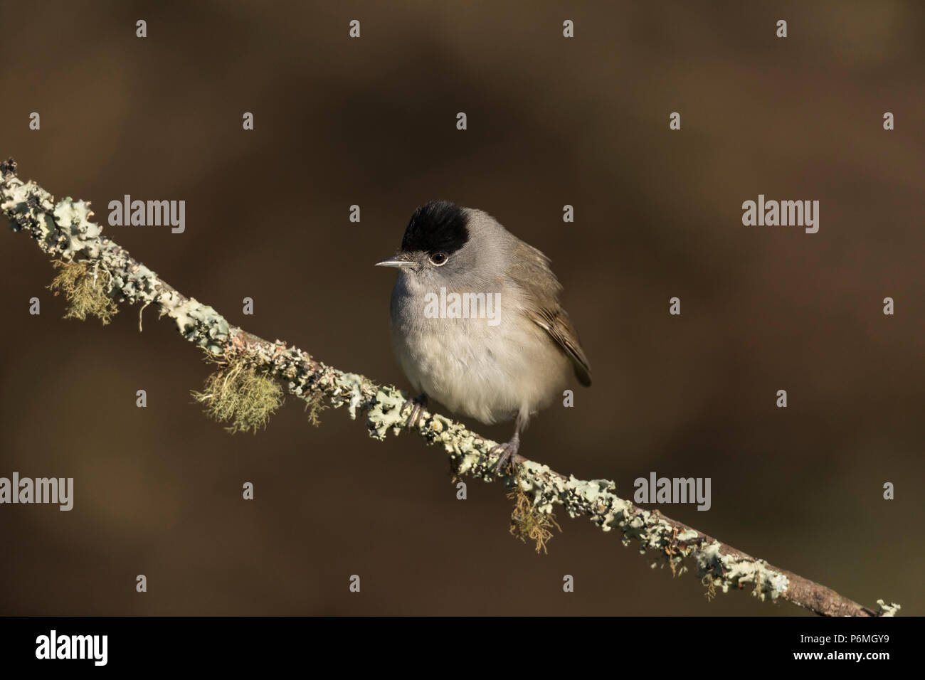 Sylvia atricapilla Blackcap ; seul ; Cornwall UK Banque D'Images