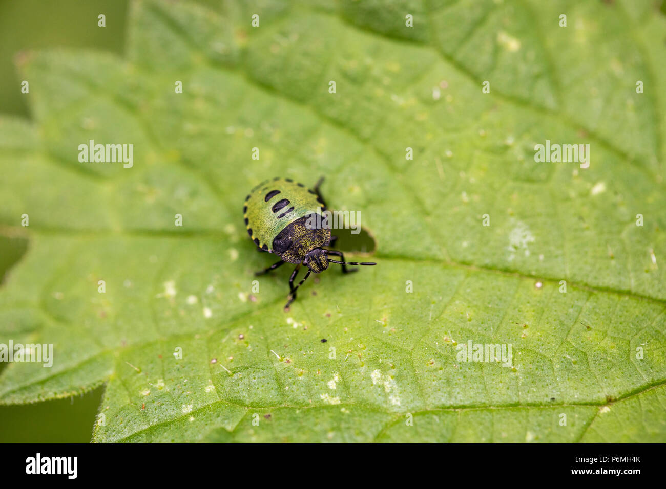 Vert commun Shieldbug ; Palomena prasina seul ; 4ème stade nymphe Cornwall, UK Banque D'Images