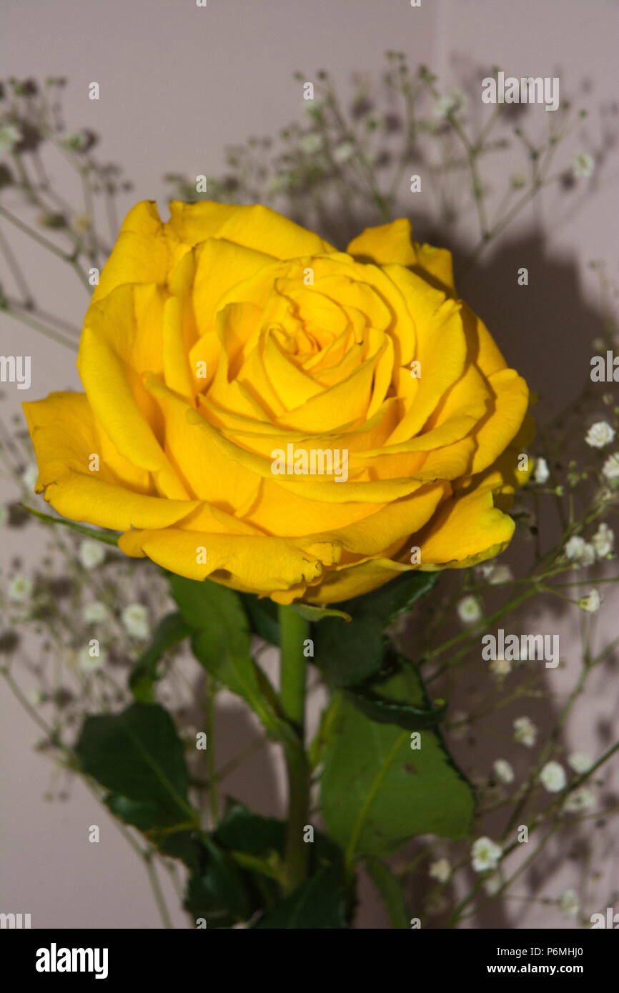 Close up de la complexité de cette rose jaune. Banque D'Images