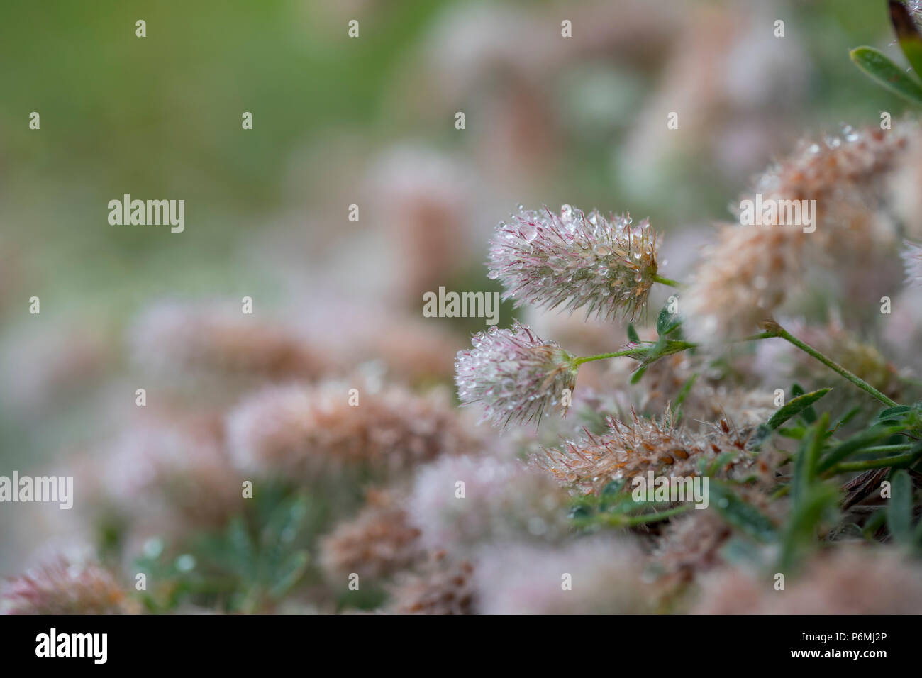 Haresfoot ; trèfle Trifolium arvense la floraison Îles Scilly ; UK Banque D'Images