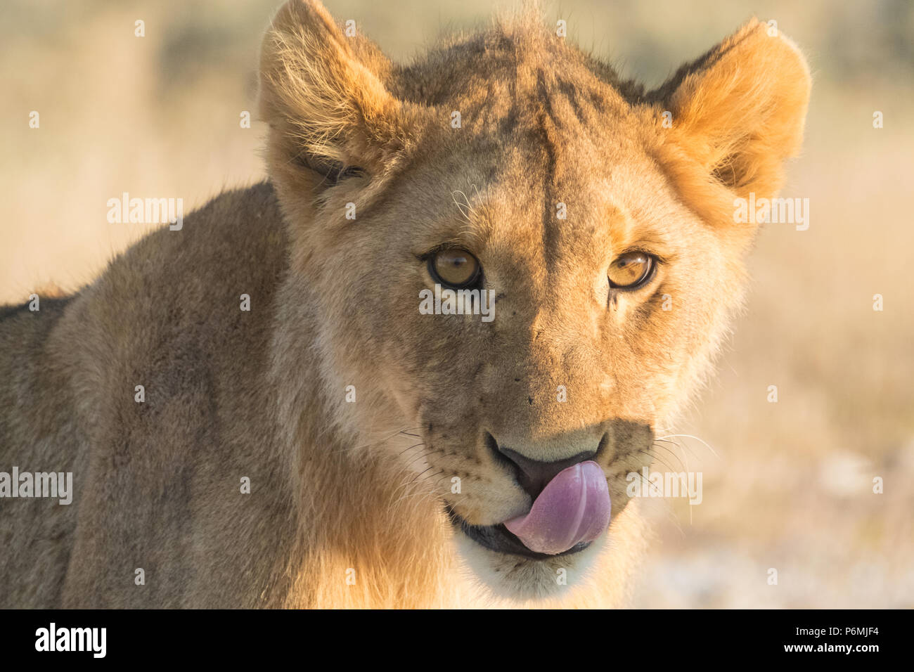 Cute lion cub suit fierté dans les prairies près de l'Nebrownii point d'Okaukeujo, Etosha National Park, Namibie Banque D'Images