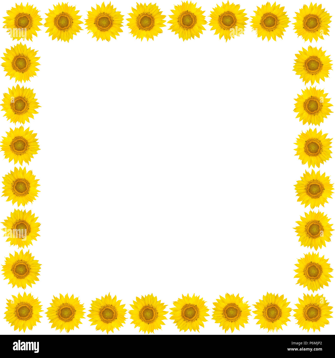 Cadre de fleurs de tournesol isolés sur fond blanc. Vue d'en haut. Espace libre pour le texte. Banque D'Images