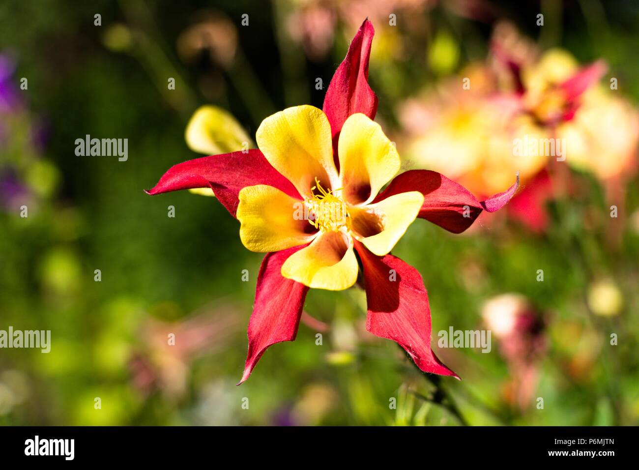 Une rare beauté d'un rouge-jaune fleur pousse dans le jardin dans un endroit ensoleillé. La fleur appartient à la famille des renoncules et s'appelle Aguilera, Banque D'Images