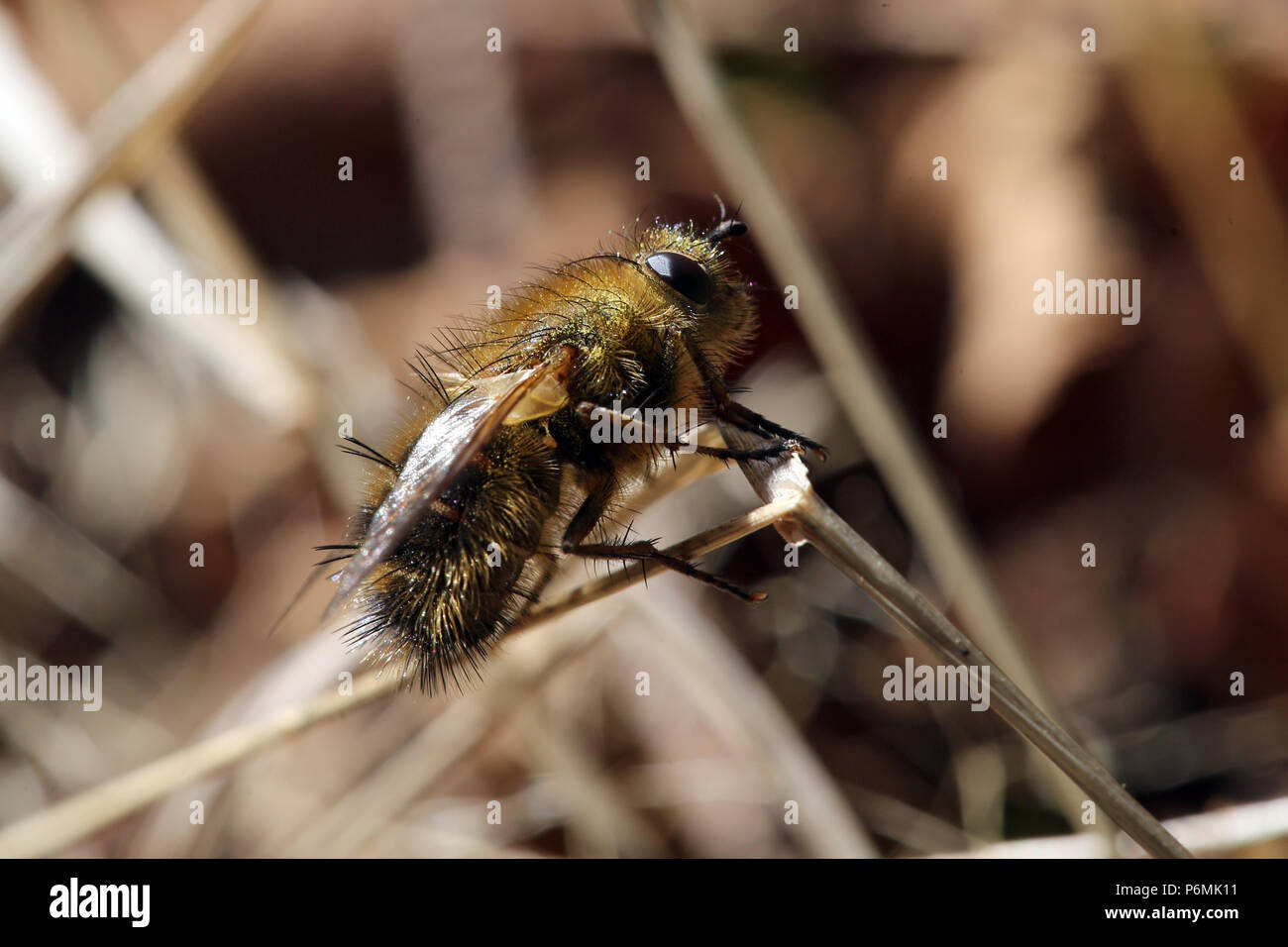 Hovmantorp, Suède, camouflé comme une abeille hoverfly Banque D'Images