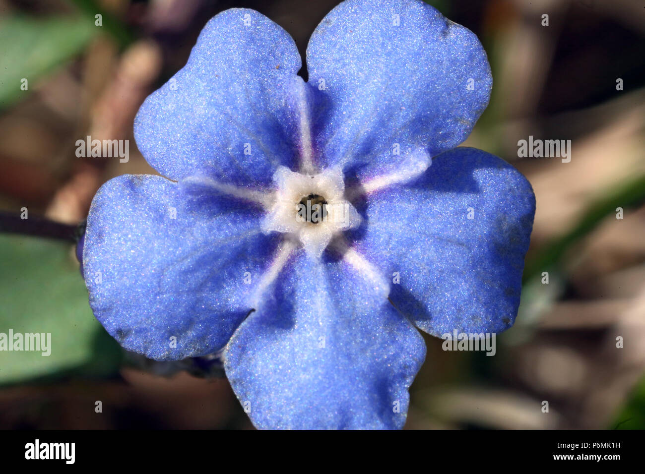 Hovmantorp, Suède, forget-me-not Banque D'Images