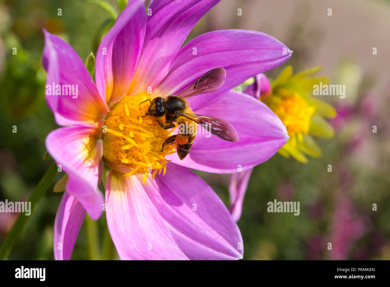 fleur et abeille Banque D'Images
