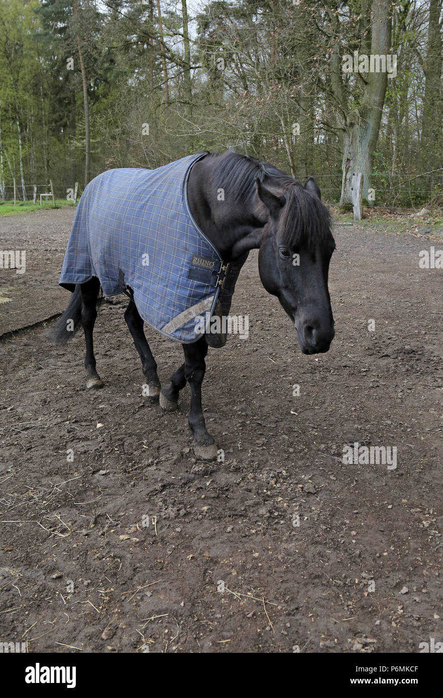 Melbeck, cheval a mis sur le paddock oreilles Banque D'Images