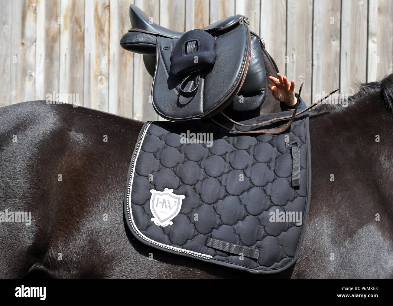 Melbeck, selle est placé sur le dos d'un cheval Banque D'Images