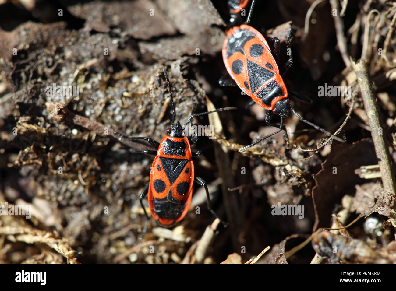 Graditz, Allemagne - Common fire bugs Banque D'Images