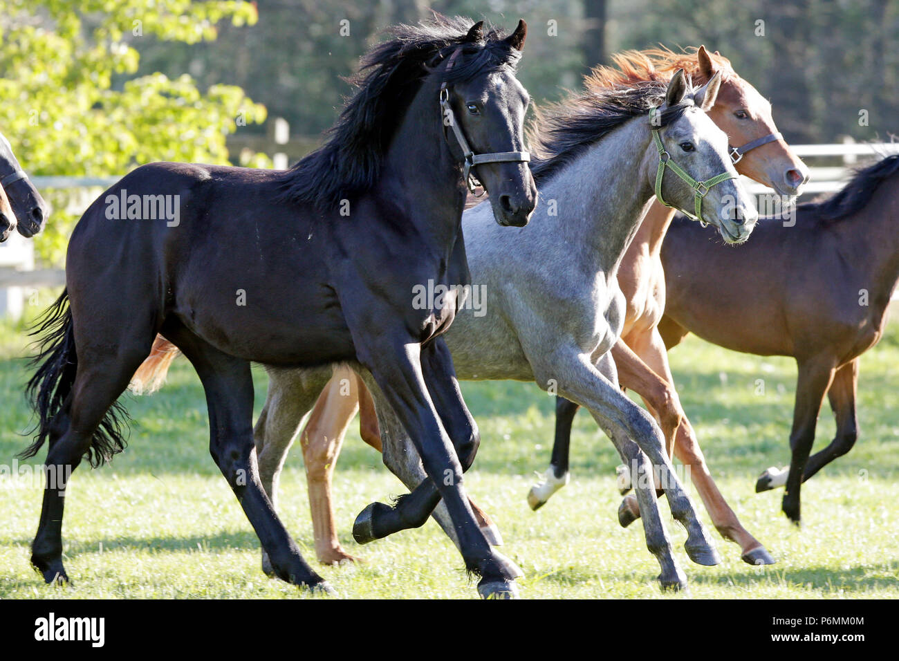 Graditz cloutés, au galop des chevaux dans un enclos Banque D'Images
